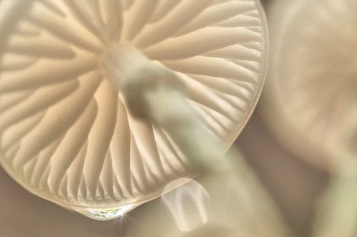Herfst: magie in het bos, porseleinzwam met druppel en ster