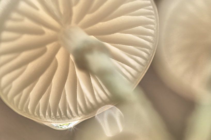 Herfst: magie in het bos, porseleinzwam met druppel en ster par Natuurfotografie_simoneopdam