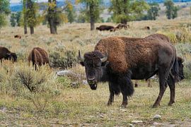 Bison von Rein Vrugt