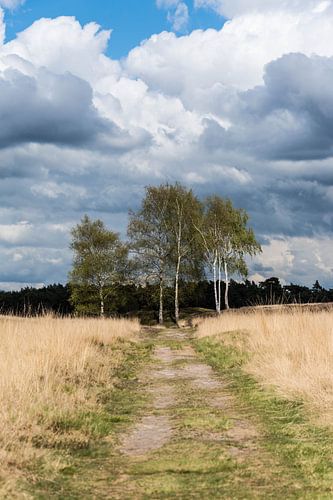 Landschap landgoed Heidestein Driebergen-Rijsenburg