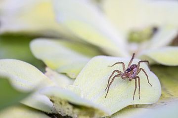 spin op een waterplant