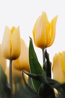 Tulipes jaunes sous un angle bas | Photo de tulipes