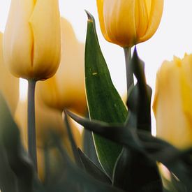 Gele tulpen vanuit een lage hoek | Tulpen foto van Maartje Hensen