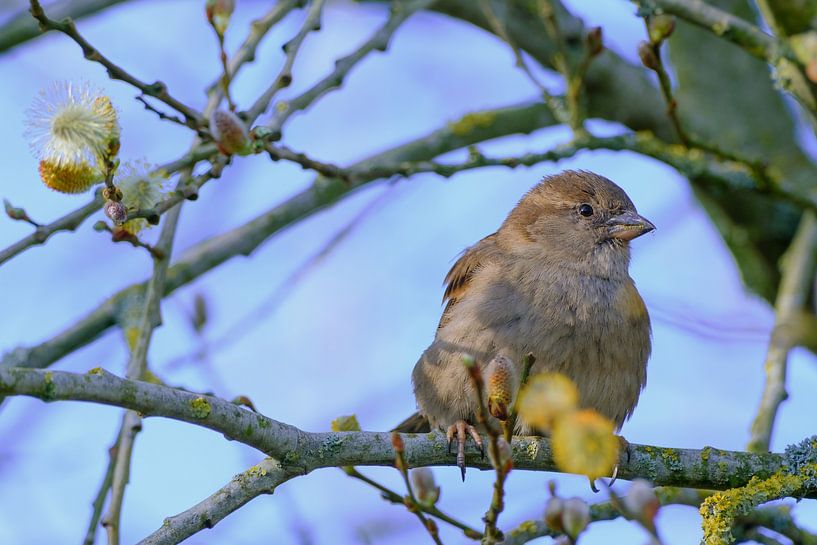 Haussperling genießt den Frühling von Quirina Kamoen