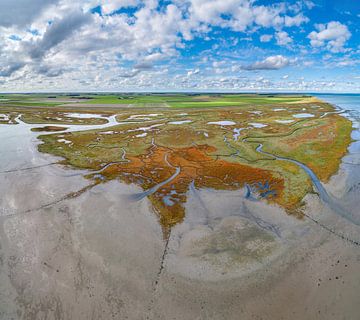 Texel - Le rauque - Red Marsh samphire 03