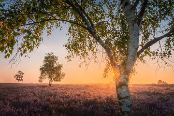 Bloeiende heide met berkenboom en zonsondergang | Landschapsfotografie | Zomer van Marijn Alons