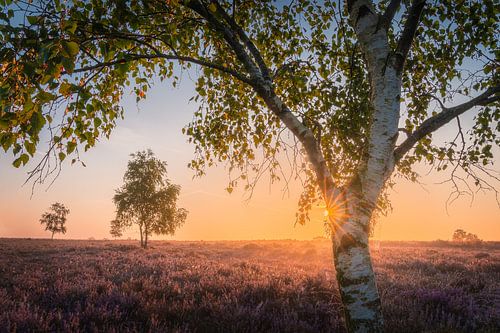 Flowering heather with birch tree and sunset | Landscape photography | Summer