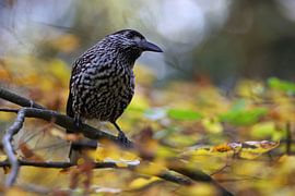 Spotted Nutcracker, Eurasian nutcracker (Nucifraga caryocatactes by Frank Fichtmüller