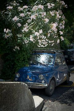 Fiat 500 bedolven door Oleander