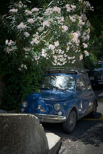 Fiat 500 covered by Oleander