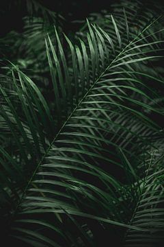 Tropische plant van Jacqueline Heithoff