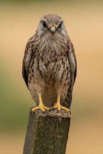Toenvalk