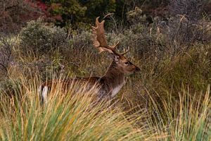Herbstbock