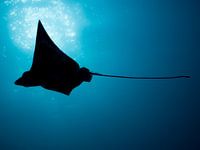 Silhouette of a spotted eagle ray