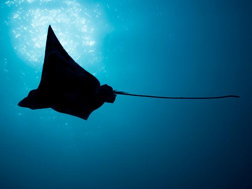 Silhouette of a spotted eagle ray