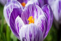 Crocus