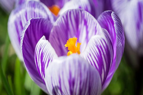Crocus