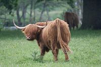 Highlander