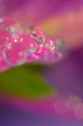 Colourful abstract ‘Botanical Dynamics’ – droplets on a petal by Marjolijn van den Berg