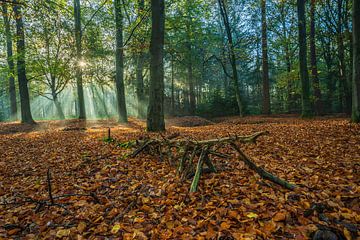 Harpes solaires sur roeland scheeren