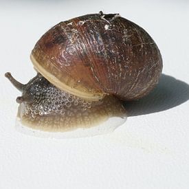 Slakken huis von Astrid Koning Priester