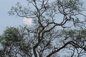 Pleine lune derrière l'arbre sur Hans Debruyne