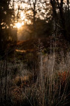 Un soleil écossais sur une herbe fine et légère. sur Holly Klein Oonk