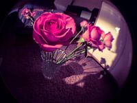 FishEyed rozen