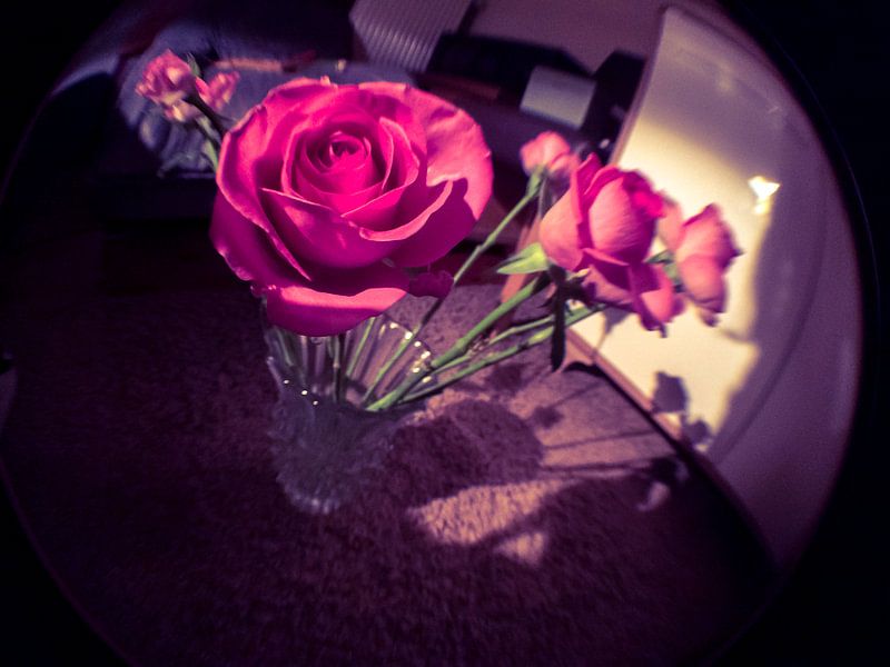 FishEyed rozen von trilisious picks