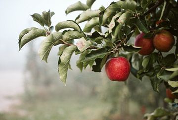 Apple by Marianne Bal