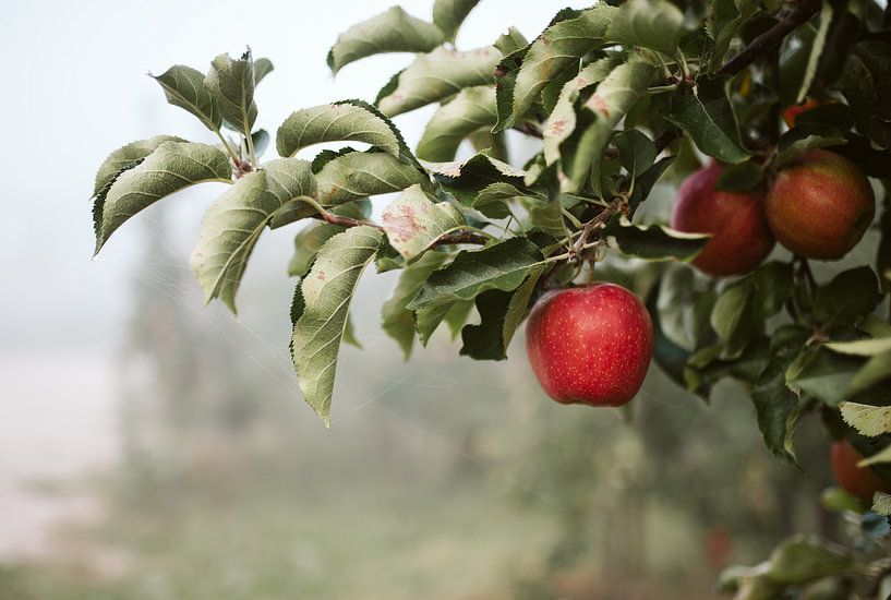 Apfel von Marianne Bal