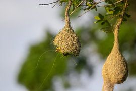 Bird builds nest in Sri Lanka by Julie Brunsting