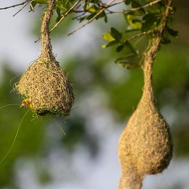 Vogel bouwt nest in Sri Lanka van Julie Brunsting