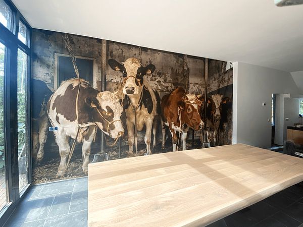 Vaches dans une ancienne étable