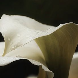 twee witte Zantedeschien (Calla) van stewic_