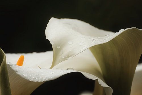 deux zantedeschias (calla) blancs sur stewic_