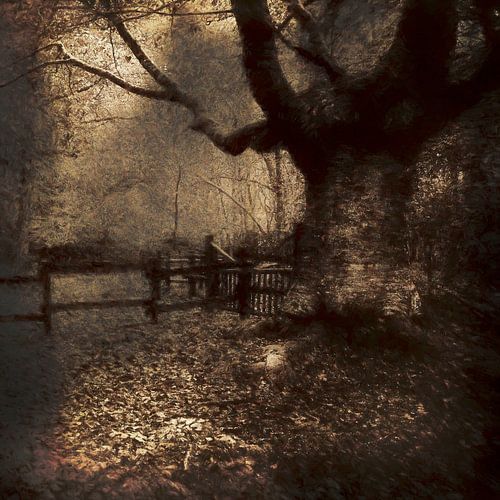 Forest impression Asturias Spain,