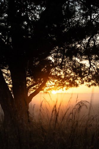 Terlet heathland part 4