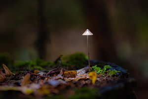Lampenschirm