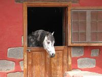 Paard