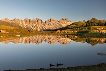 Die Kühe im letzten Abendlicht