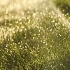 Gras met dauwdruppels in de ochtendzon van Geert Van Baelen