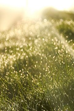 Gras met dauwdruppels in de ochtendzon van Geert Van Baelen