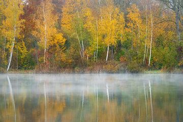 Morning fog and birch trees at the lake in Baden-württemberg