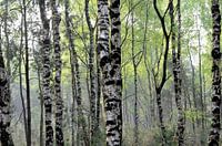  Berkenbos
