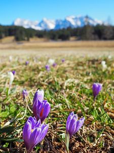 Frühlingszauber am Geroldsee – zarte Krokusblüten, ruhiges Wasser und beeindruckende Bergkulisse. Ein romantisches Alpenmotiv voller Farbe und Ruhe.