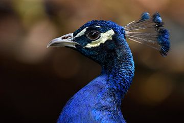 Beautiful peacock by iris bosma
