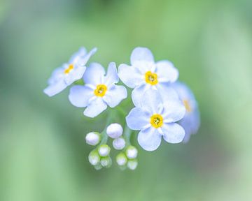 Wasser-Vergissmeinnicht von John Goossens Photography