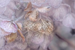 Hortensia romantique au Pastel