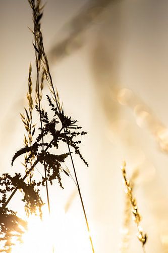 Markelo voor de zonsondergang.